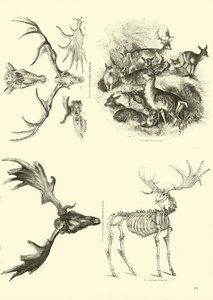 Sida från The Pictorial Museum of Animated Nature av English School