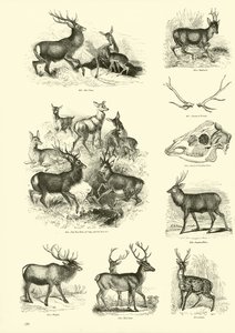 Sida från The Pictorial Museum of Animated Nature