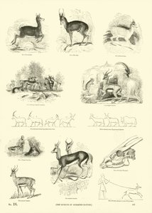 Sida från The Pictorial Museum of Animated Nature av English School