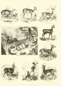 Sida från The Pictorial Museum of Animated Nature