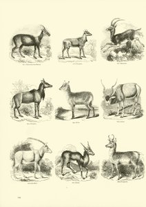 Sida från The Pictorial Museum of Animated Nature