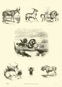 Sida från The Pictorial Museum of Animated Nature av English School
