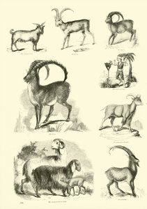 Sida från The Pictorial Museum of Animated Nature av English School