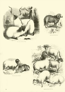 Sida från The Pictorial Museum of Animated Nature av English School