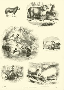 Sida från The Pictorial Museum of Animated Nature av English School