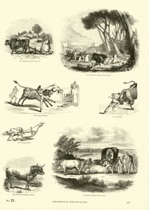 Sida från The Pictorial Museum of Animated Nature av English School