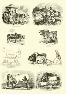 Sida från The Pictorial Museum of Animated Nature av English School
