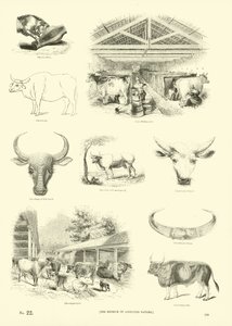 Sida från The Pictorial Museum of Animated Nature av English School