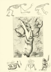 Sida från The Pictorial Museum of Animated Nature