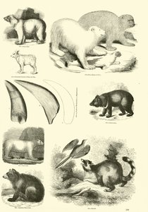 Sida från The Pictorial Museum of Animated Nature av English School