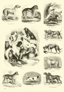Sida från The Pictorial Museum of Animated Nature av English School