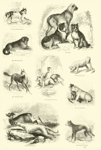 Sida från The Pictorial Museum of Animated Nature av English School