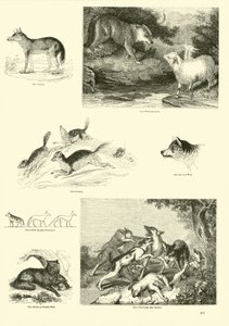 Sida från The Pictorial Museum of Animated Nature av English School