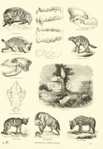 Sida från The Pictorial Museum of Animated Nature av English School