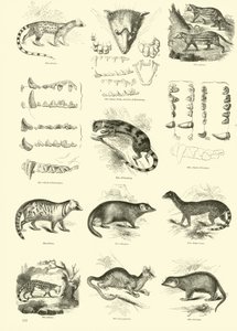 Sida från The Pictorial Museum of Animated Nature