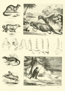 Sida från The Pictorial Museum of Animated Nature av English School