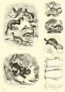 Sida från The Pictorial Museum of Animated Nature av English School