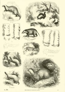 Sida från The Pictorial Museum of Animated Nature