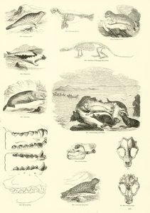 Sida från The Pictorial Museum of Animated Nature
