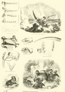 Sida från The Pictorial Museum of Animated Nature av English School