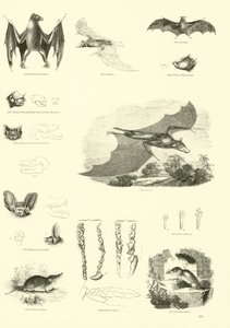 Sida från The Pictorial Museum of Animated Nature