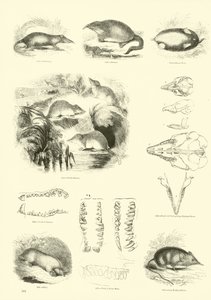 Sida från The Pictorial Museum of Animated Nature