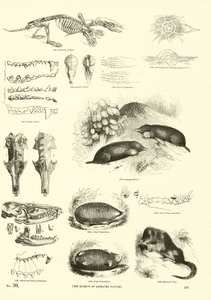 Sida från The Pictorial Museum of Animated Nature
