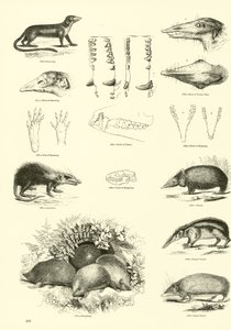 Sida från The Pictorial Museum of Animated Nature