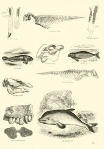 Sida från The Pictorial Museum of Animated Nature av English School