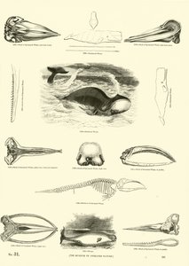 Sida från The Pictorial Museum of Animated Nature av English School
