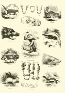 Sida från The Pictorial Museum of Animated Nature av English School