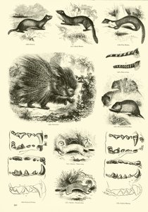 Sida från The Pictorial Museum of Animated Nature
