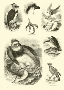 Sida från The Pictorial Museum of Animated Nature av English School