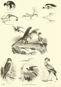Sida från The Pictorial Museum of Animated Nature