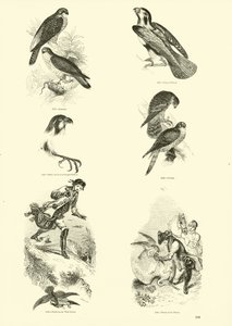 Sida från The Pictorial Museum of Animated Nature av English School