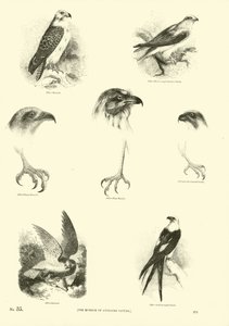 Sida från The Pictorial Museum of Animated Nature av English School