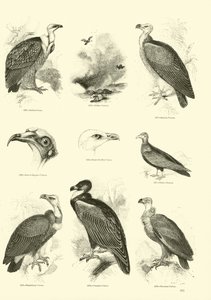 Sida från The Pictorial Museum of Animated Nature av English School
