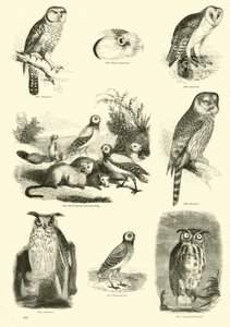 Sida från The Pictorial Museum of Animated Nature av English School