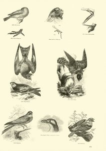 Sida från The Pictorial Museum of Animated Nature av English School