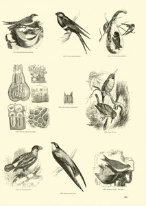 Sida från The Pictorial Museum of Animated Nature av English School