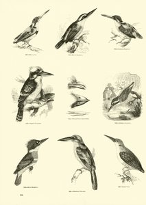 Sida från The Pictorial Museum of Animated Nature av English School