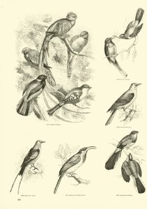 Sida från The Pictorial Museum of Animated Nature