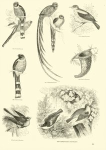 Sida från The Pictorial Museum of Animated Nature