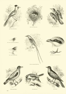 Sida från The Pictorial Museum of Animated Nature av English School