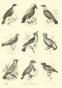 Sida från The Pictorial Museum of Animated Nature