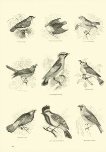 Sida från The Pictorial Museum of Animated Nature av English School