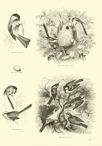 Sida från The Pictorial Museum of Animated Nature av English School