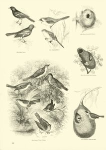 Sida från The Pictorial Museum of Animated Nature