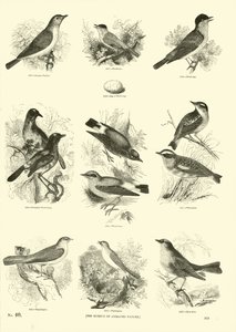 Sida från The Pictorial Museum of Animated Nature av English School
