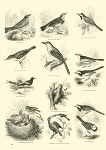 Sida från The Pictorial Museum of Animated Nature